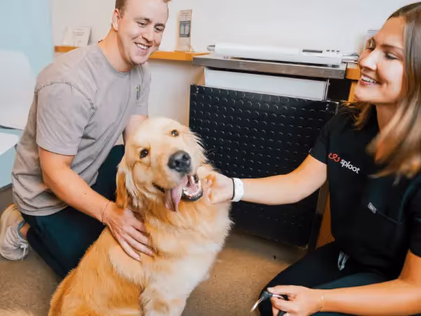 A pet parent bringing a deep-chested dog to Sploot Vets, a vet clinic in Chicago, Colorado Springs, and Denver, for gastropexy consultation, representing how to prevent bloat in dogs or GDV in dogs