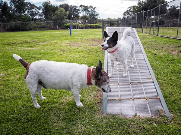 Dogs playing together, representing a situation wherein Bordetella or kennel cough in dogs can be spread