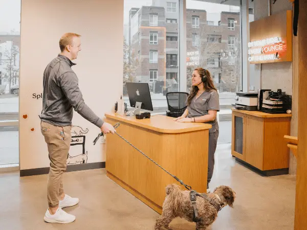 A pet parent bringing their dog to Sploot Vets, a vet clinic in Chicago, Denver, and Colorado Springs that offers bordetella vaccine for dogs and treats kennel cough in dogs