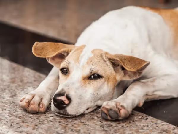 A photo of a lethargic dog, representing the symptoms of dog respiratory illness 2025