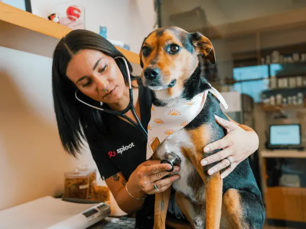 A photo of a dog brought to Sploot Vets, a vet clinic in Colorado to get immunizations that can help prevent the development of dog respiratory illness 2025