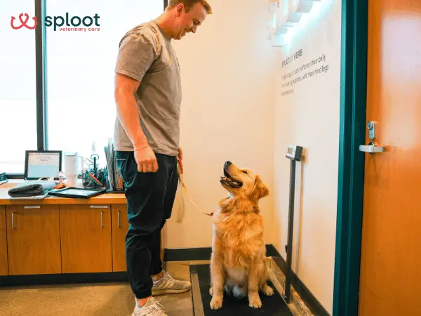 A dog on a scale representing a dog losing weight