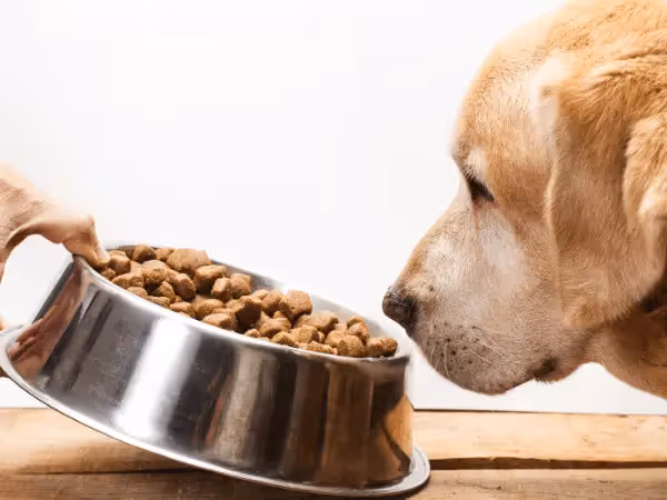 A dog with a low quality diet, a possible reason for a dog losing weight but eating normally
