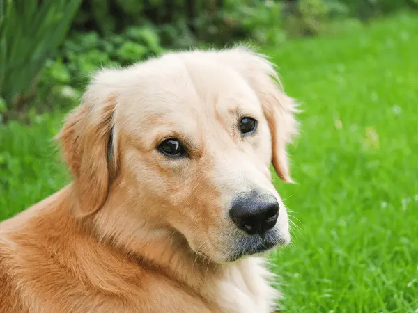 A photo of a Golden Retriever, one of the dog breeds prone to cancer, one of the reasons why a dog is losing weight