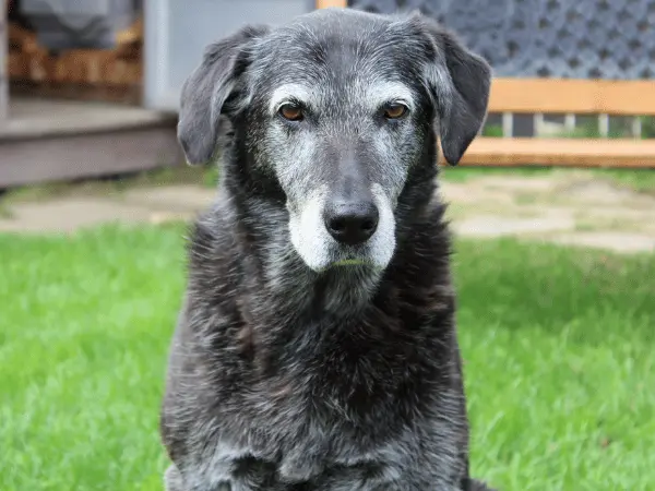 A photo of a senior dog, representing an old or elderly dog losing weight