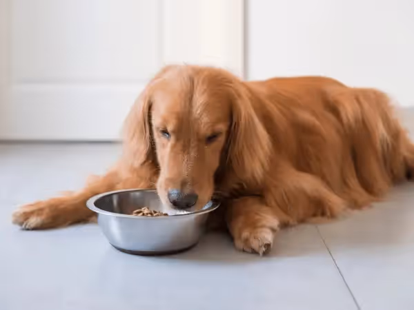 A dog not eating well due to a dental disease, a possible reason why a dog is losing weight