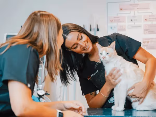 A cat brought to Sploot Vets, a vet clinic in Chicago, Denver, and Colorado Springs for health issues like cat losing weight