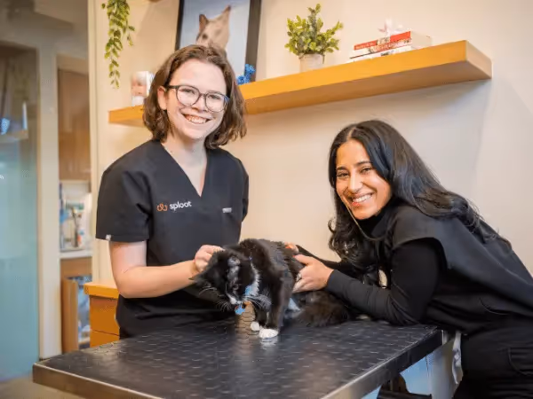A cat brought to Sploot Vets, a vet clinic in Colorado Springs, Denver, and Chicago for health issues like senior cat losing weight