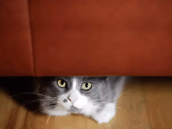 A photo of a hiding cat, representing stress and anxiety, which can be a reason why a cat is losing weight