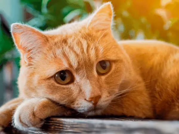 Close-up of a lethargic older cat, representing a senior cat losing weight, a common health issue for older cats