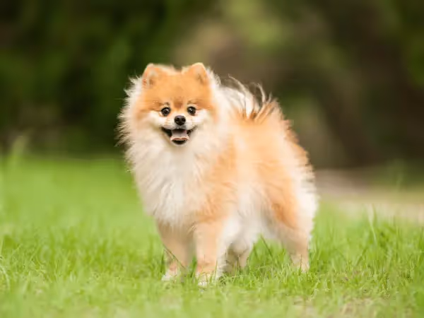 Explore common Pomeranian health issues & Pomeranian care tips - from dental health to nutrition to safe exercise. Keep your Pom healthy & thriving!