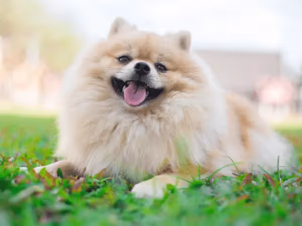 A close-up photo of a Pomeranian, representing  Pomeranian care and Pomeranian health issues
