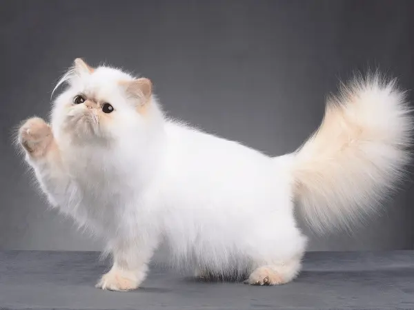 A photo of a white Persian cat, representing Persian cat care and Persian cat health issues