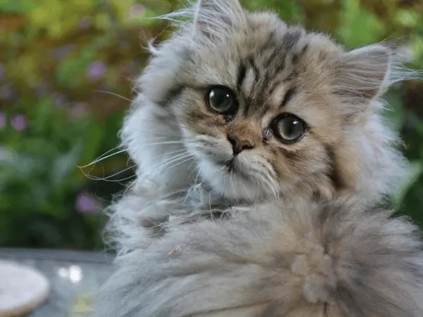 A close-up photo of a gray Persian cat, representing Persian cat care and Persian cat health issues