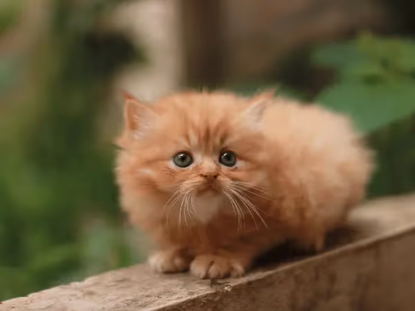 A photo of a Persian kitten, needing Persian kitten care to stay healthy and happy