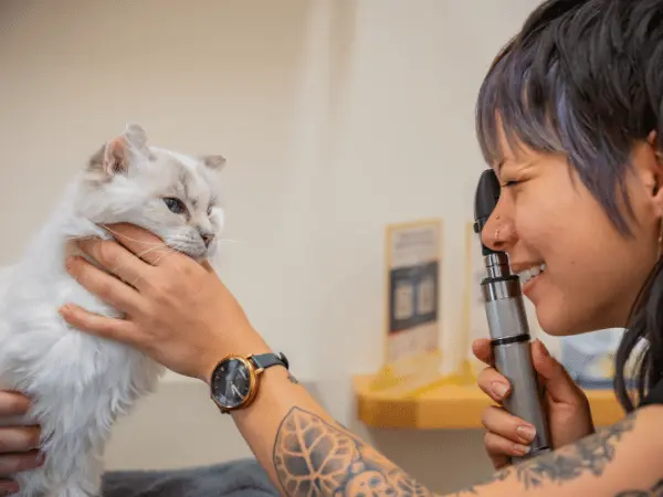 A Persian cat brought to Sploot Vets, a vet clinic in Chicago, Denver, and Colorado Springs, for Persian Cat care and to address Persian Cat health issues