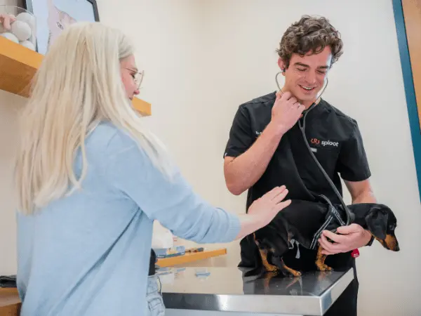 A pet parent and veterinarian discussing WSAVA approved dog food and the best dog food brands during a consultation in Sploot Vets, a vet clinic in Chicago, Denver, and Colorado Springs