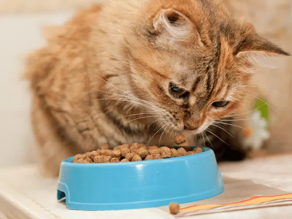A cat enjoying food, representing the best cat food brands with AAFCO and WSAVA compliance