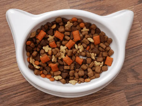 A cat-shaped bowl full of cat food, representing the best cat food brands with AAFCO and WSAVA compliance