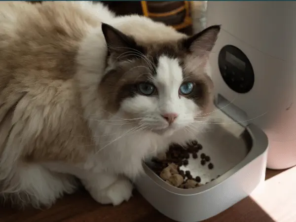 A cat looking up while eating cat food, representing the best cat food brands with AAFCO and WSAVA compliance