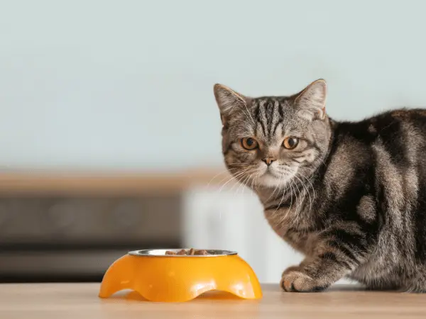 A cat looking up while eating, representing the best cat food brands with AAFCO and WSAVA compliance