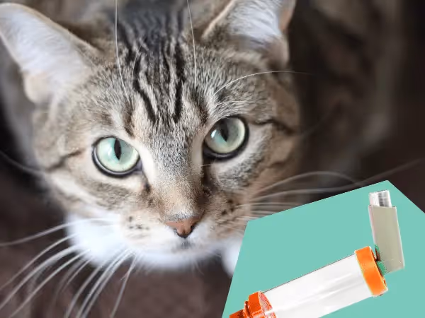 A photo of a cat next to a cat inhaler, representing how to use a cat inhaler