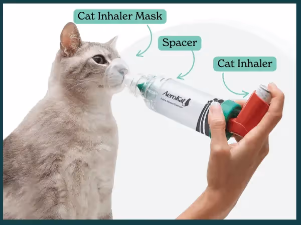 A photo of a cat inhaler with the parts labeled: cat inhaler, spacer, and cat inhaler mask