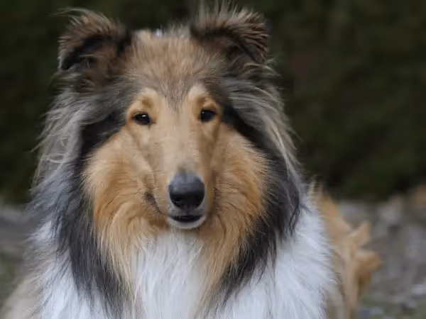 A photo of a Rough Collie, one of the breeds that can be susceptible to separation anxiety in dogs