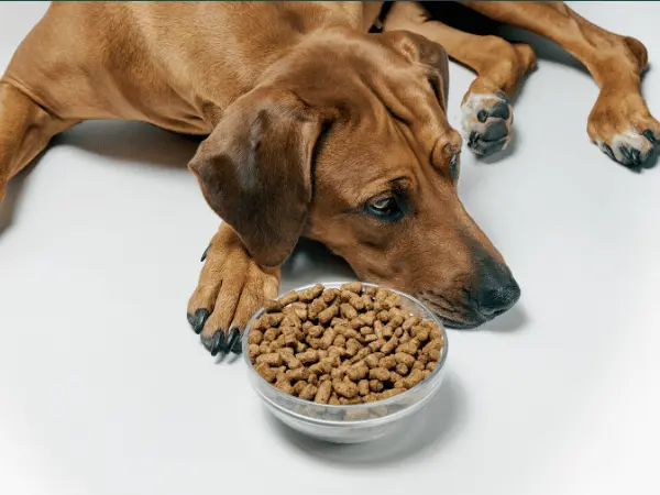 A photo of a dog not eating, representing loss of appetite, one of the signs of separation anxiety in dogs