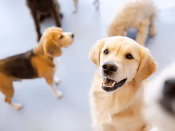 A dog going to dog daycare to help ease or treat separation anxiety in dogs