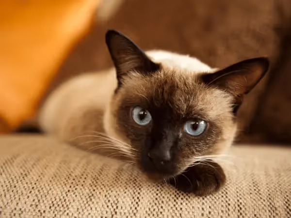 A Siamese cat looking sad, representing the signs of separation anxiety in cats