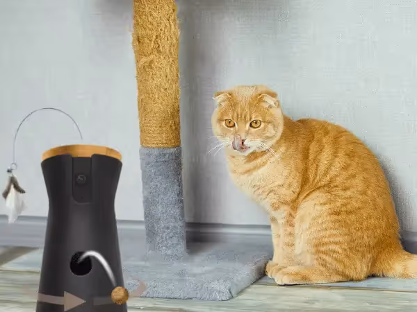 A cat sitting next to a pet camera, one of the ways to ease the signs of separation anxiety in cats