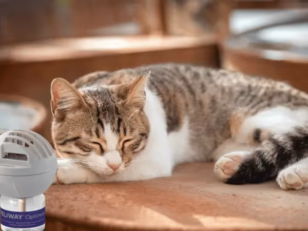A cat calmly sleeping next to a pheromone diffusers for cats, representing one of the ways to help treat separation anxiety in cats