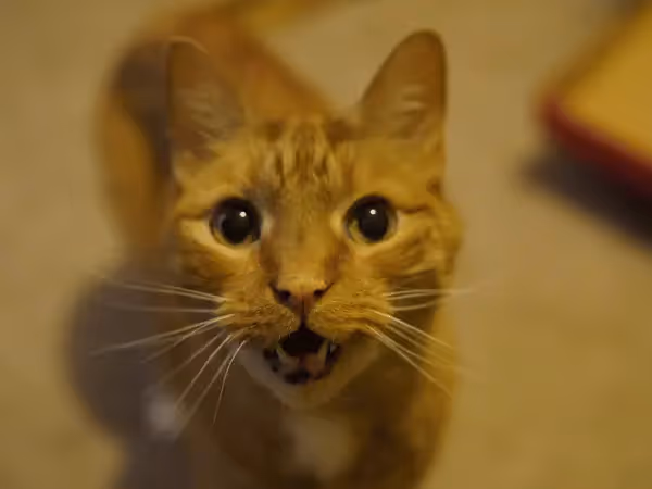 A cat following close and meowing, representing extreme attachment,one of the signs of separation anxiety in cats