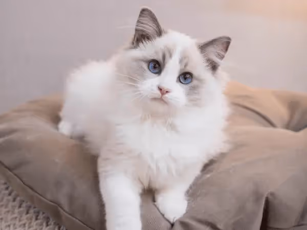 A Ragdoll Cat, one of the cat breeds that are susceptible to separation anxiety in cats
