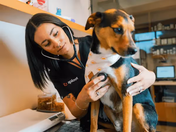 A veterinarian at Sploot Vets listening to a dog’s chest with a stethoscope, representing dog coughing