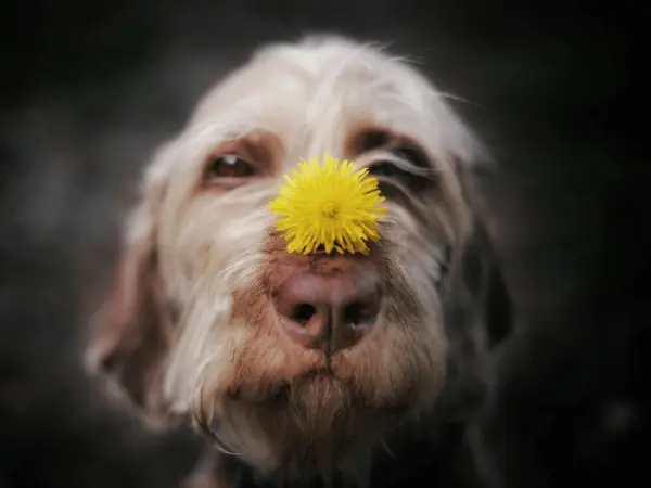 A dog with a flower on top of the nose, representing one of the reasons behind dogs sneezing a lot