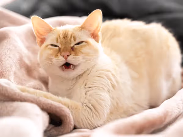 A close-up of a cat sneezing a lot