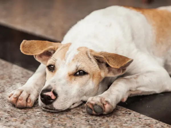 A dog experiencing lethargy, representing pneumonia or lung infections in dogs, one of the common causes of dog coughing