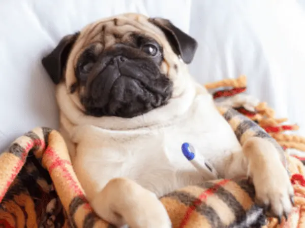 A dog with a fever, representing a case of dog coughing that needs to be brought to a veterinarian