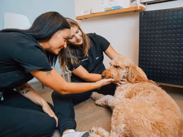 A dog brought to Sploot Vets, a vet clinic in Chicago, Denver, and Colorado Springs that treats dog coughing and other health concerns in dogs