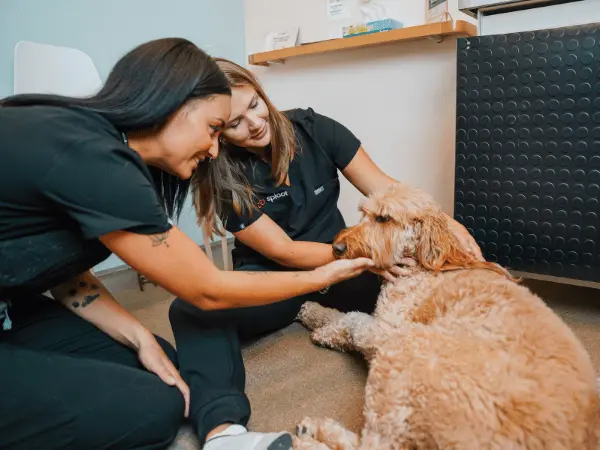 A dog brought to Sploot Vets, a vet clinic in Chicago, Denver, and Colorado Springs that treats dog coughing and other health concerns in dogs
