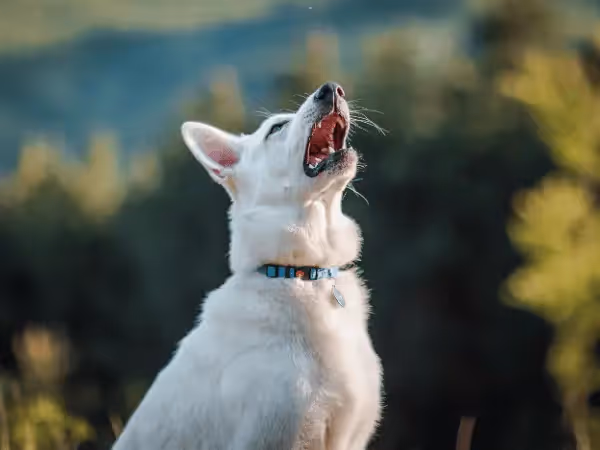 A dog sneezing a lot while outdoors, representing seasonal allergies in dogs