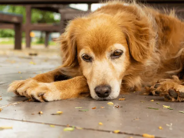 A dog experiencing lethargy, representing one of the added symptoms to watch out for when a dog is sneezing a lot