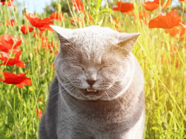 A photo of a cat sneezing among flowers, representing cat sneezing a lot due to seasonal allergies