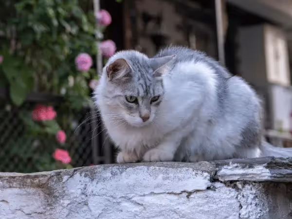 A photo of a cat outside, representing outdoor cats that are more prone to FIV and FeLV, which can lead to infections and cat sneezing