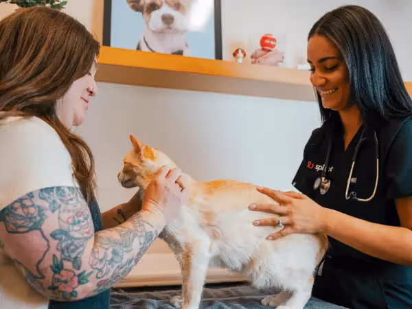 A cat brought to Sploot Vets, a vet clinic in Colorado Springs, Denver, and Chicago because the pet parent is wondering why their cat is sneezing a lot