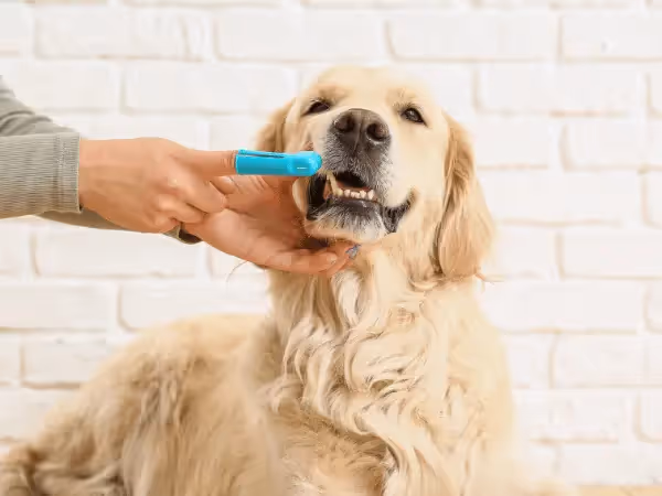 Close-up of one of the steps for how to brush dog teeth or how to clean dogs teeth using a dental finger brush for dogs