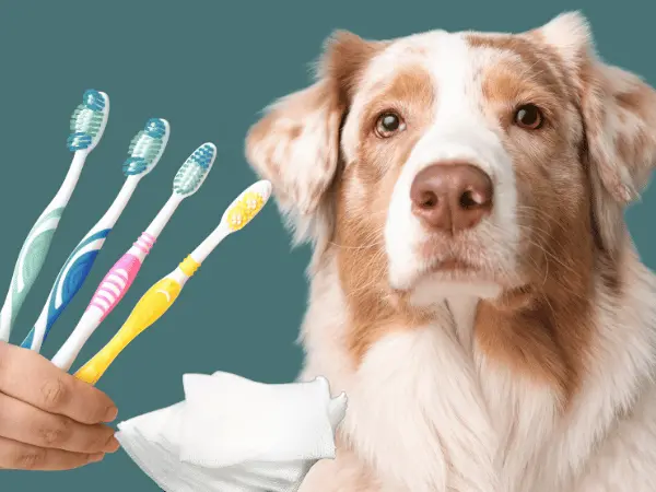 A photo of a dog beside toothbrushes and gauze, representing the two vet-approved ways on how to clean dog's teeth