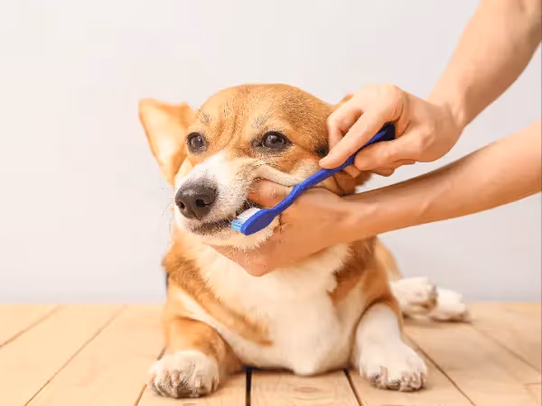 Close-up of a pet parent brushing or cleaning their dog’s teeth using a handheld toothbrush for dogs